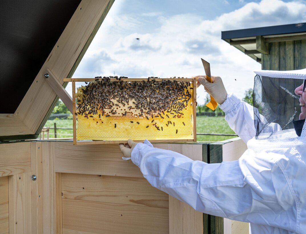 At its headquarters in Günzburg, the Munk Group is home to several bee colonies. | © MUNK GmbH